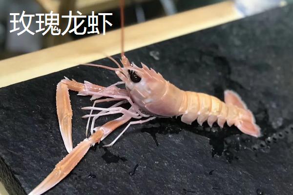 小龙虾品种