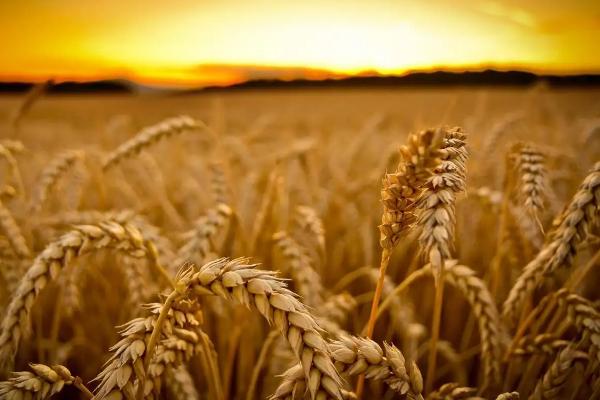 春小麦一亩地播种多少斤，春小麦和冬小麦的区别