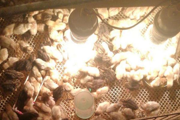刚孵化出来的芦丁鸡怎么养，芦丁鸡可以和普通小鸡一起养吗