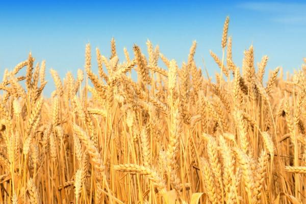 春小麦一亩地播种多少斤，春小麦和冬小麦的区别
