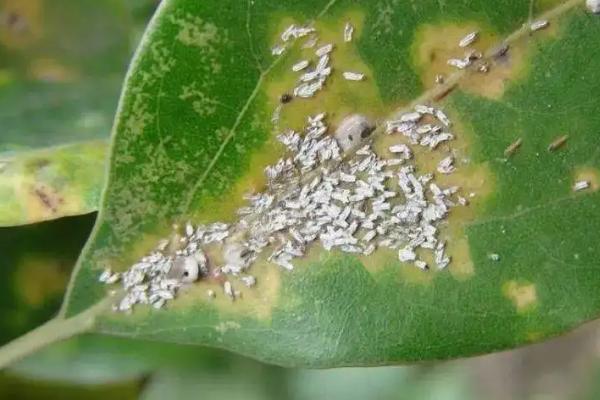 蚧壳虫专用农药，蚧壳虫会危害哪些作物