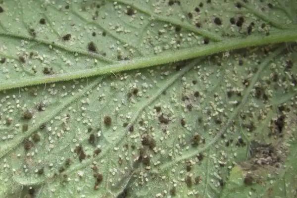 蚧壳虫专用农药，蚧壳虫会危害哪些作物