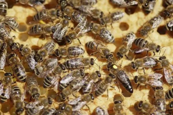 工蜂寿命，工蜂产卵怎么处理