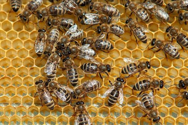工蜂寿命，工蜂产卵怎么处理