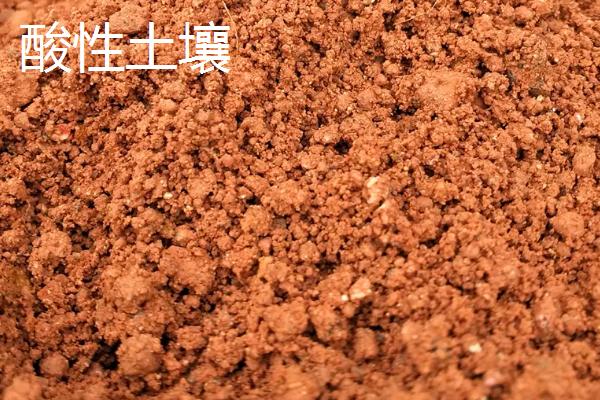 酸性土壤适合种植什么农作物，酸性土壤和碱性土壤有什么区别