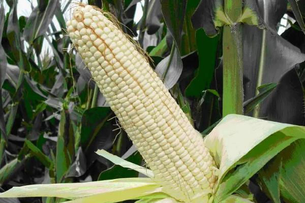 粘玉米一亩地种多少棵，粘玉米的种植方法