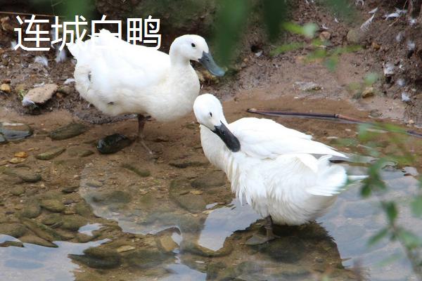 白色的鸭子是什么品种，白色鸭子和鹅的区别