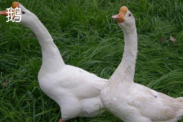 白色的鸭子是什么品种，白色鸭子和鹅的区别