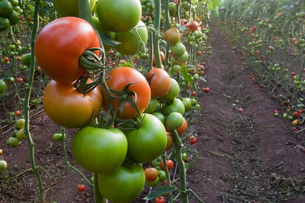 西红柿为什么要卧倒，西红柿生长需要什么肥料