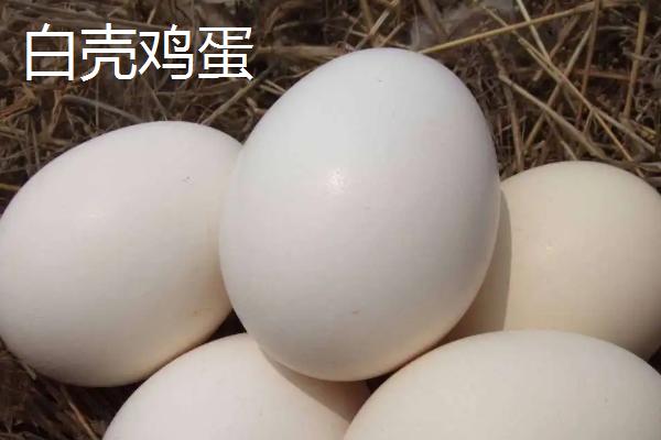 白壳鸡蛋是什么品种鸡，白壳鸡蛋和红壳鸡蛋的区别