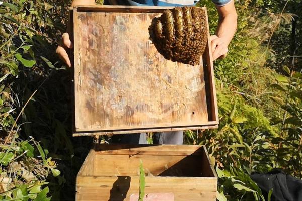 怎样收蜜蜂进箱，蜜蜂进箱后多少天可以打开巢门