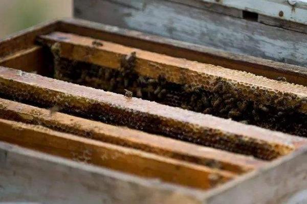 怎样收蜜蜂进箱，蜜蜂进箱后多少天可以打开巢门