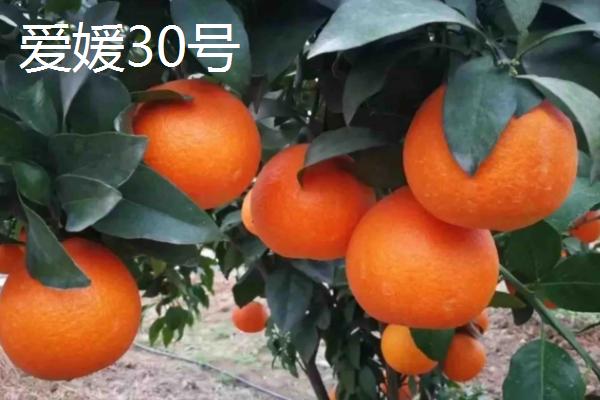 爱媛52号柑橘品种介绍图片