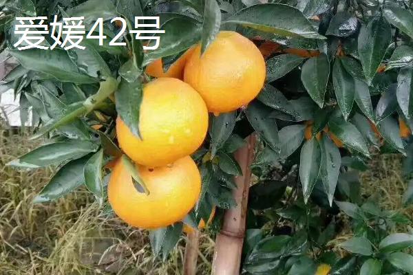 爱媛42号柑橘品种简介图片