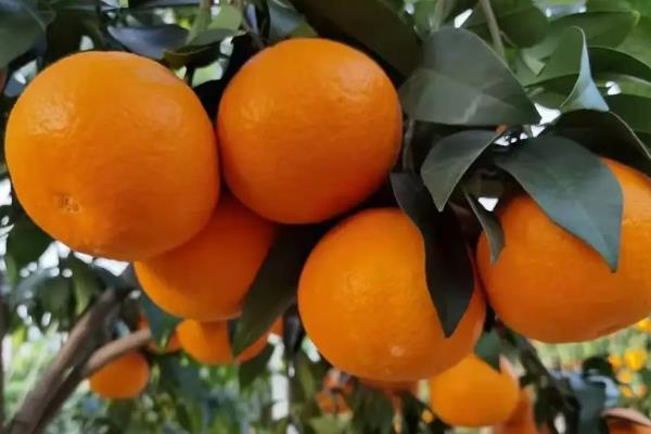 眉山柑橘有哪些品种