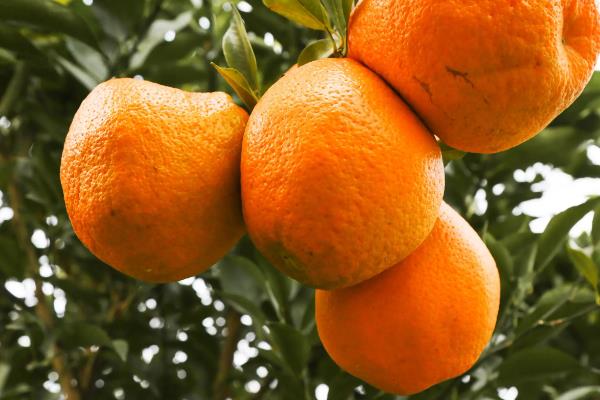 眉山柑橘有哪些品种
