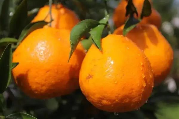 忠县柑橘品种有哪些