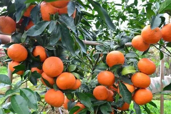 忠县柑橘品种有哪些