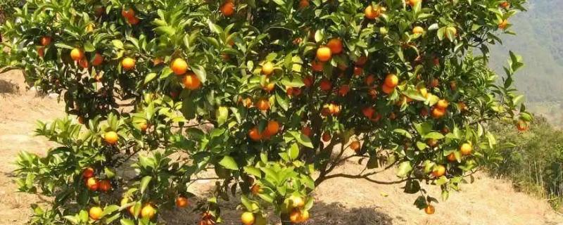 橘子树几年结果