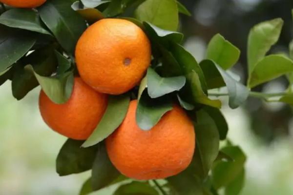 橘子树几年结果