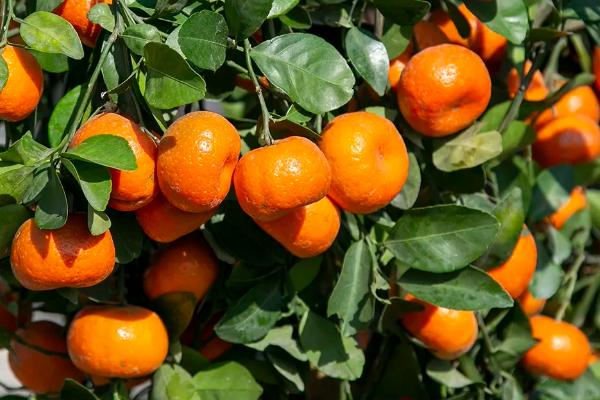 橘子树北方能种植吗