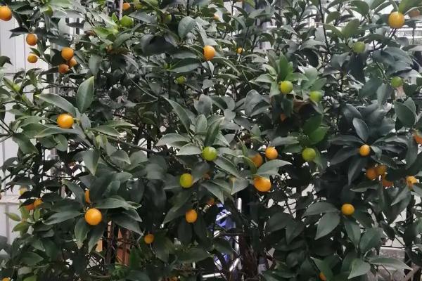 盆栽橘子树的养殖方法和注意事项