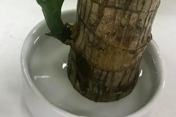 水培巴西木树桩怎么养