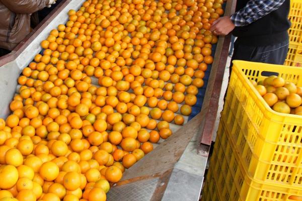 柑橘如何保存