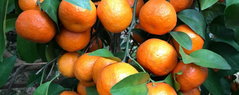 柑橘施肥技术