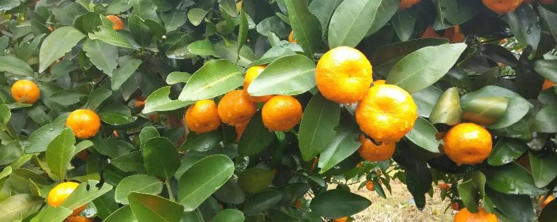 柑橘花芽分化用什么肥