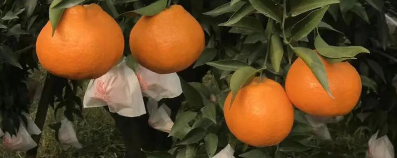 春见柑橘介绍