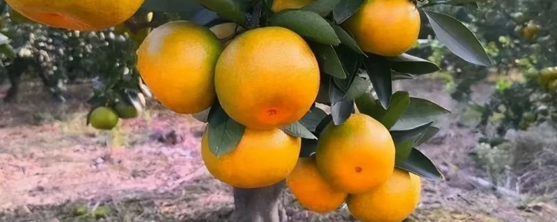 柑橘栽培技术