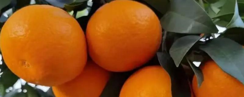 柑橘是什么水果