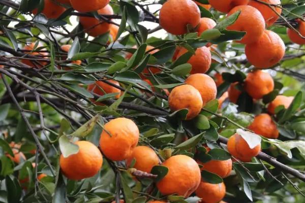 适合北方种植的橘子树