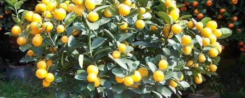 盆栽橘子树的养殖方法和注意事项