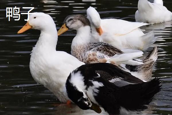腾鸭和鸭子的区别，腾鸭的养殖周期是多长