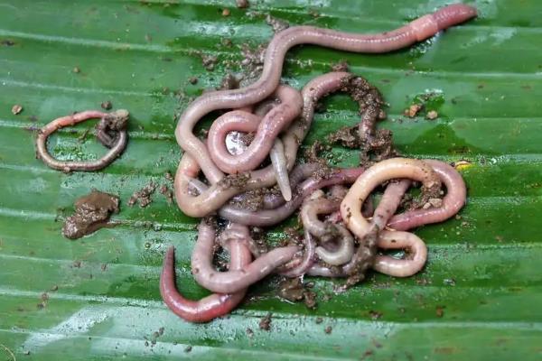 土源性蠕虫的防治原则是，与生物源蠕虫的区分