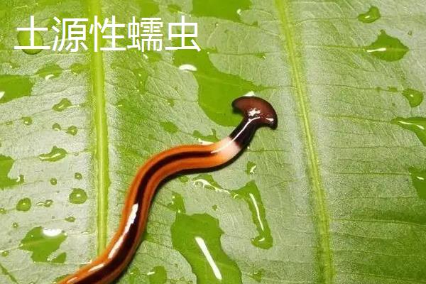 土源性蠕虫的防治原则是，与生物源蠕虫的区分