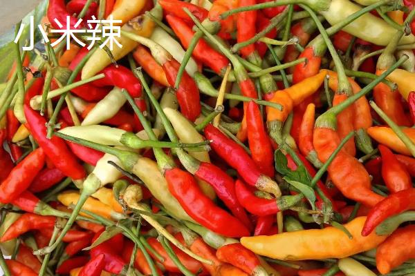 七星椒的种植与管理，七星椒和小米辣的区别