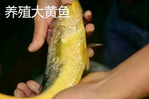 野生大黄鱼为什么这么贵，野生大黄鱼和养殖的区别