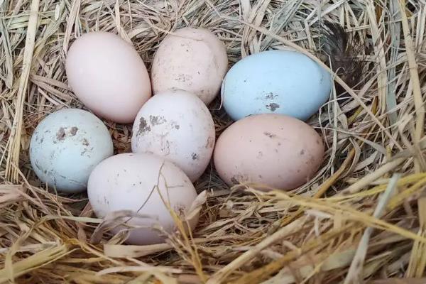 饲料鸡蛋有激素吗，怎么区分土鸡蛋和饲料鸡蛋