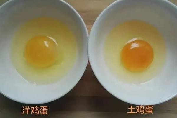 饲料鸡蛋有激素吗，怎么区分土鸡蛋和饲料鸡蛋