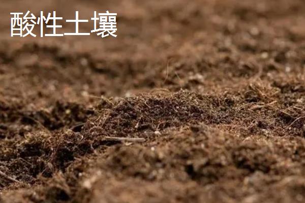 改良酸性土壤的碱，酸性土壤和碱性土壤的区别