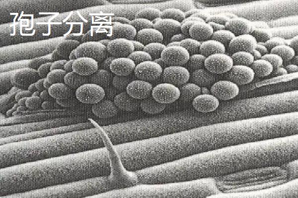食用菌组织分离与孢子分离制种有何区别，食用菌组织分离法的优缺点