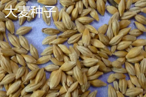 小麦种子叫什么，小麦种子和大麦种子有什么区别