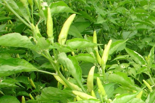小米辣的种植与管理，小米辣和朝天椒的区别