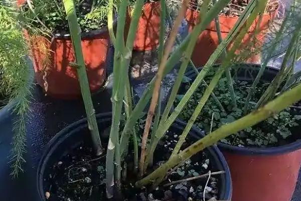 盆栽芦笋的种植方法和时间
