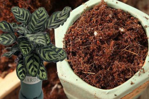 盆栽孔雀竹芋的养殖方法和注意事项