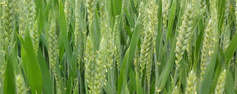 小麦养花的时候能打药吗