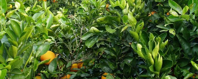 柑橘种植技术
